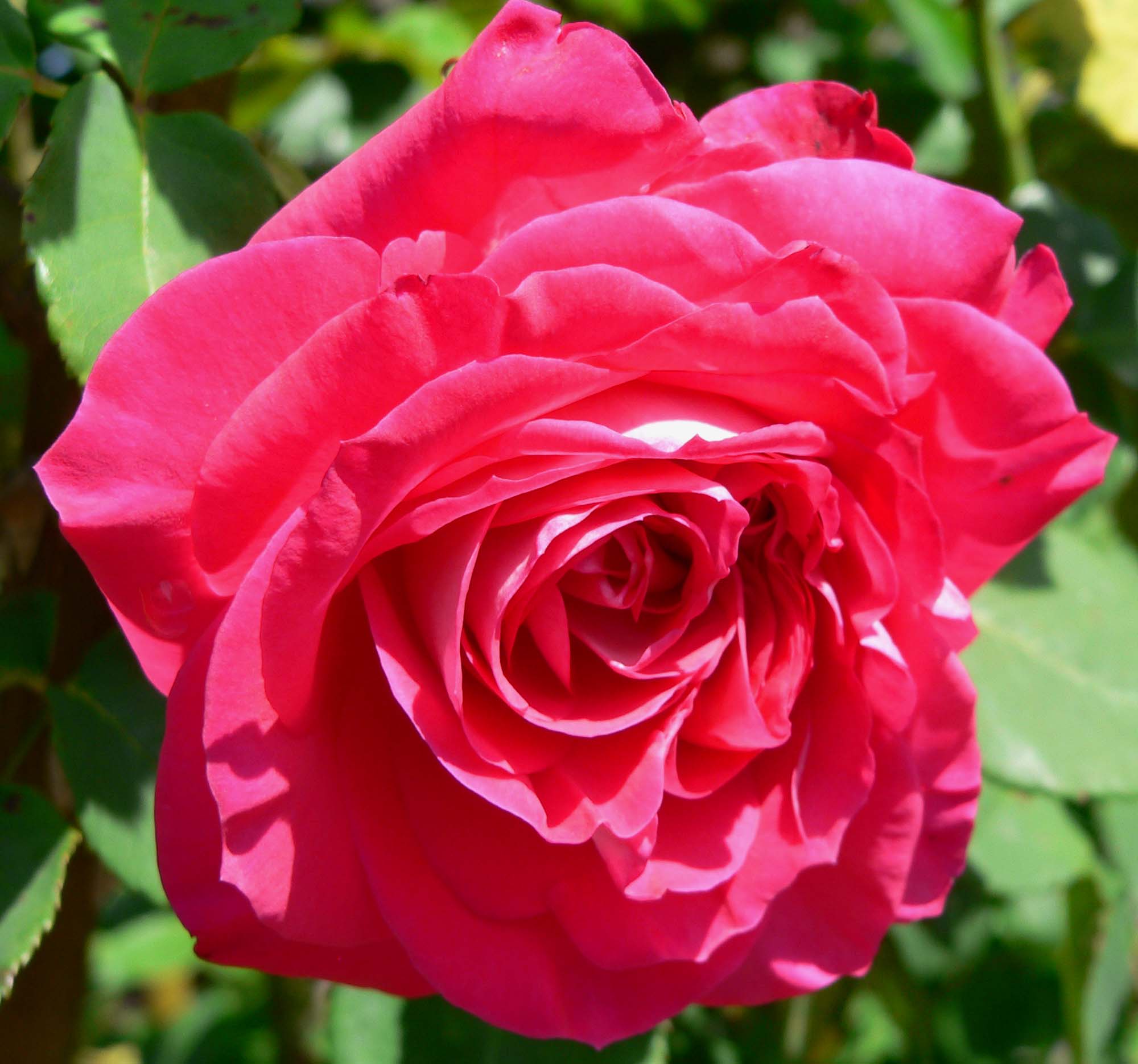 Ciència en família: Fem una rosa de Sant Jordi màgica
