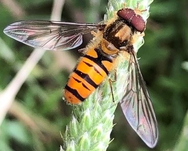 Construeix un hotel d’insectes