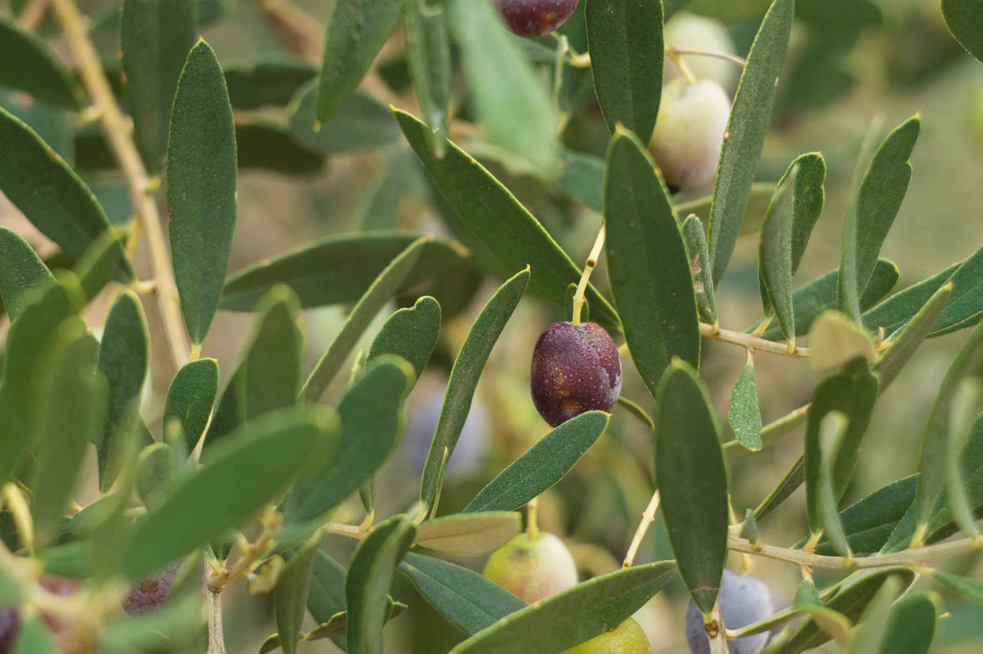 Taller de recollida i conserva d’olives