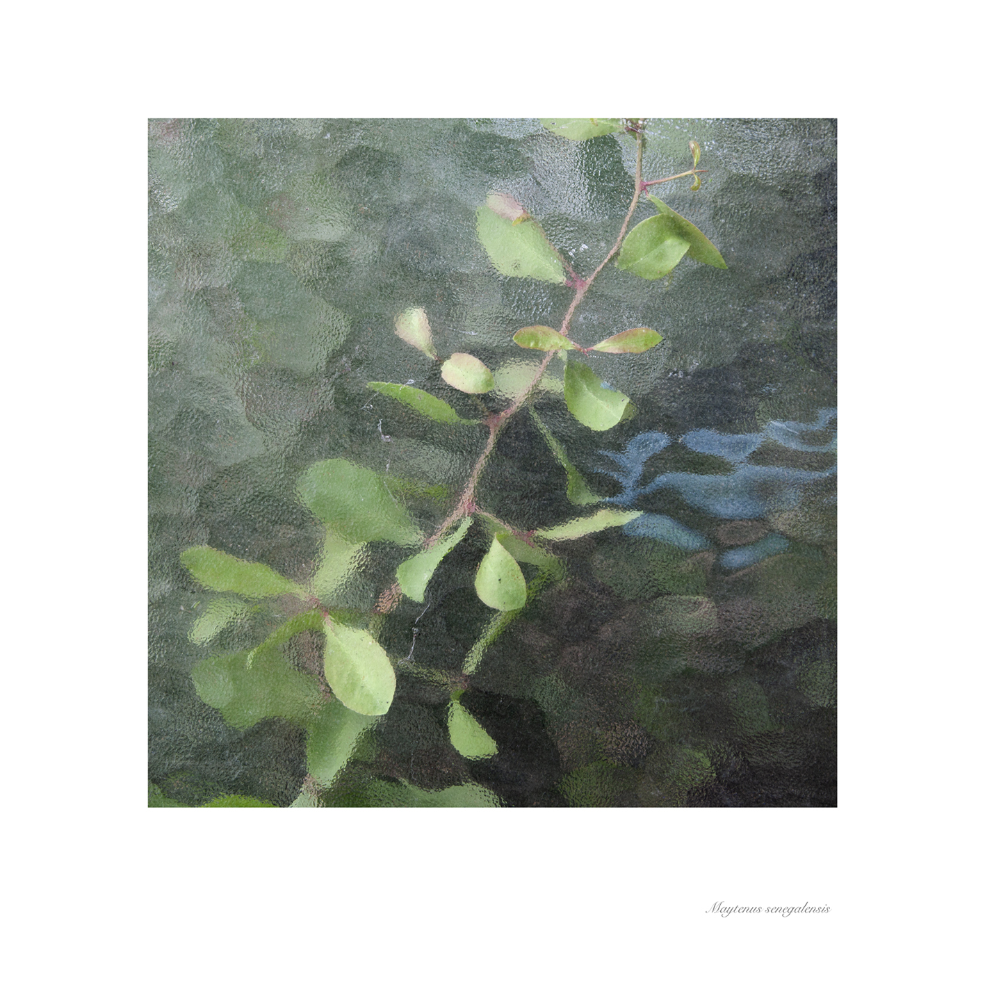 EXPOSICIÓ:  'ATRAPADES?' de MARIA GREGORI GUBERN 