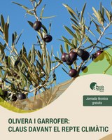 Jornada tècnica – Olivera i garrofer: cultius clau davant el repte climàtic